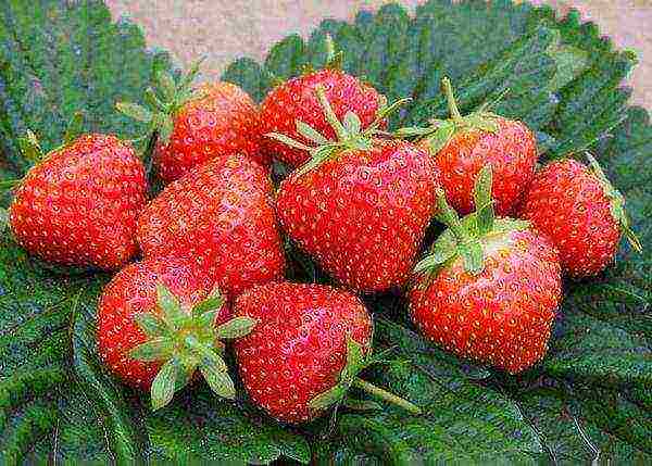 ang pinakamahusay na mga pagkakaiba-iba ng mga strawberry para sa pagtatanim sa bukas na lupa ng rehiyon ng Moscow