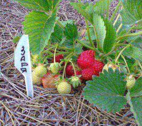 ang pinakamahusay na mga pagkakaiba-iba ng mga strawberry para sa pagtatanim sa bukas na lupa ng rehiyon ng Moscow