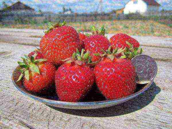 ang pinakamahusay na mga pagkakaiba-iba ng mga strawberry para sa pagtatanim sa bukas na lupa ng rehiyon ng Moscow