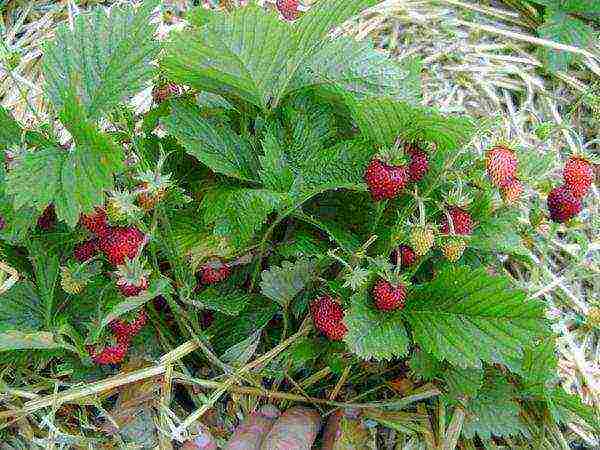 the best varieties of strawberries for planting in the Moscow region open ground