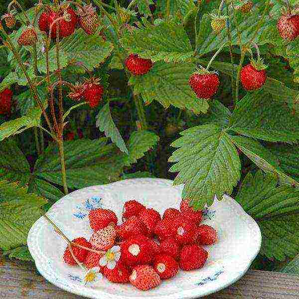 the best varieties of strawberries for planting in the Moscow region open ground