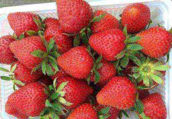 ang pinakamahusay na mga pagkakaiba-iba ng mga strawberry para sa pagtatanim sa bukas na lupa ng rehiyon ng Moscow