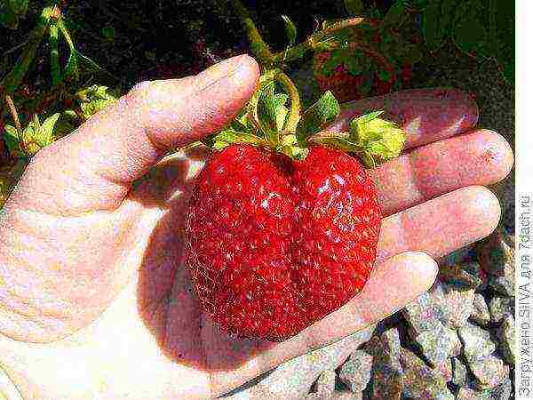 the best varieties of reusable strawberries