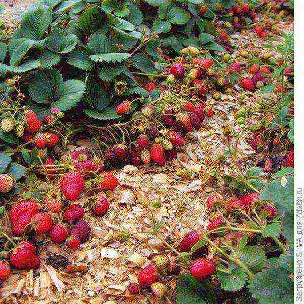 the best varieties of reusable strawberries