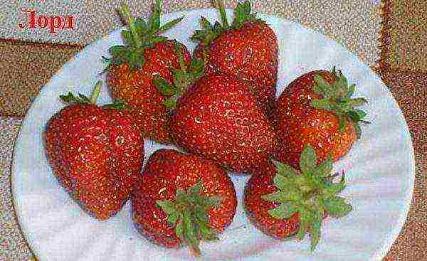 the best varieties of disposable strawberries