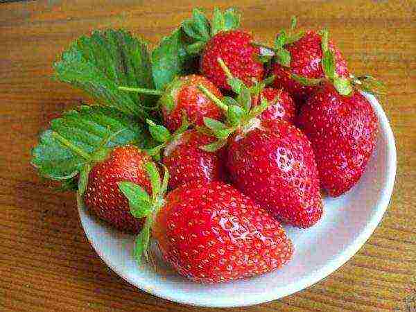 the best varieties of disposable strawberries