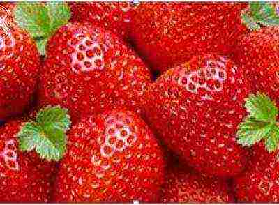 the best varieties of disposable strawberries