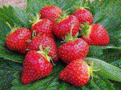 the best varieties of disposable strawberries