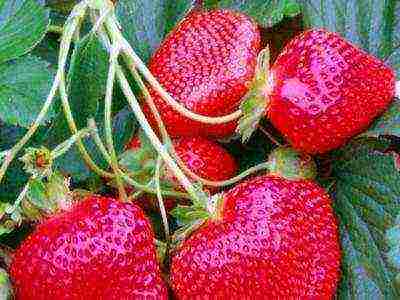 the best varieties of disposable strawberries