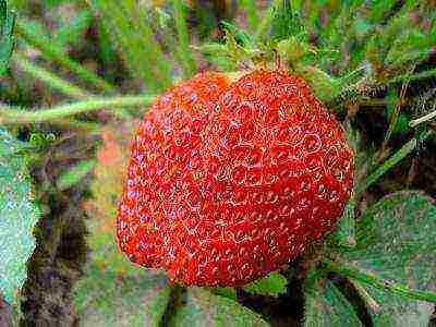 the best varieties of disposable strawberries