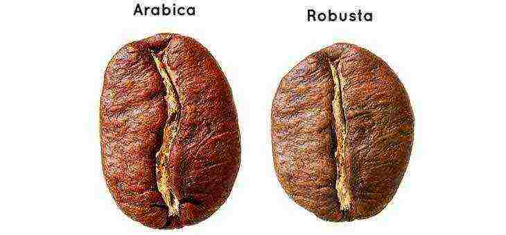 ang pinakamahusay na pagkakaiba-iba ng kape ng arabica