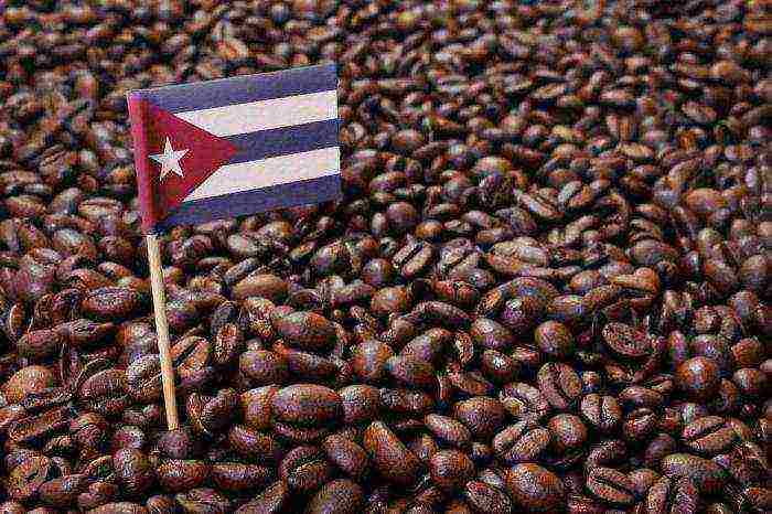 the best coffees of Cuban