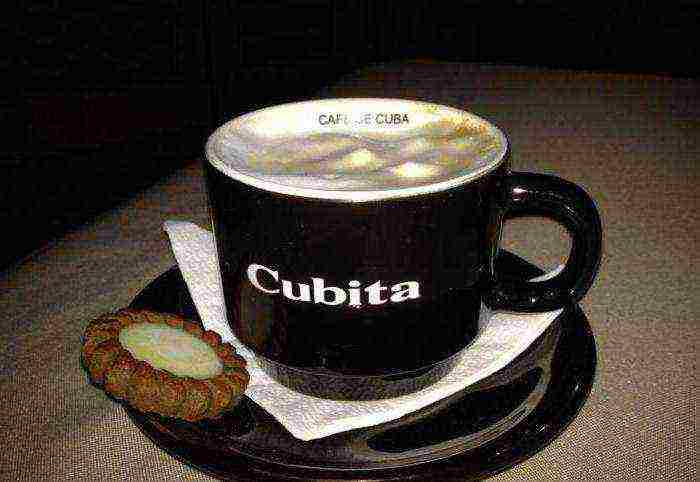 najbolje kubanske kave