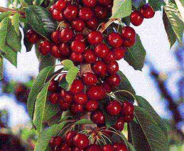 the best varieties of columnar cherries