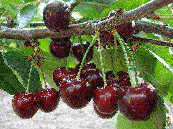 the best varieties of columnar cherries