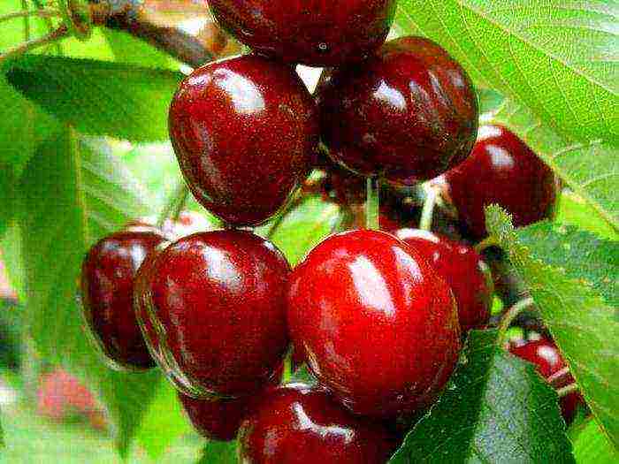 the best varieties of columnar cherries