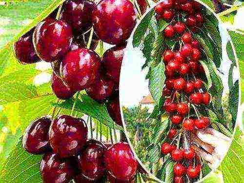 the best varieties of columnar cherries