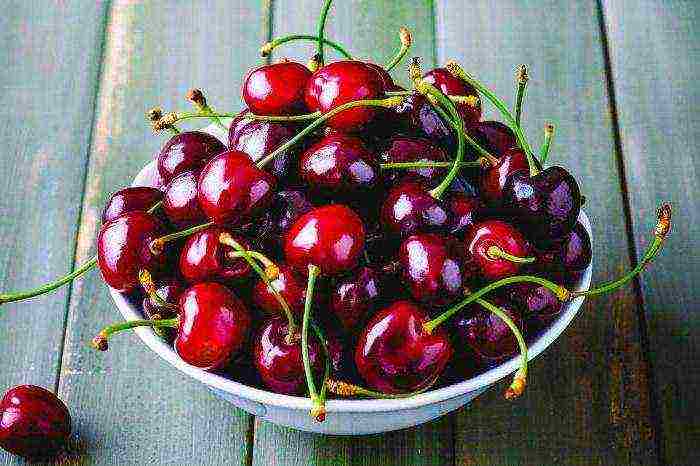 the best varieties of columnar cherries