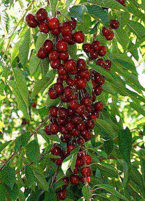 the best varieties of columnar cherries