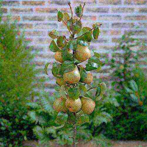 ang pinakamahusay na pagkakaiba-iba ng mga pears ng haligi