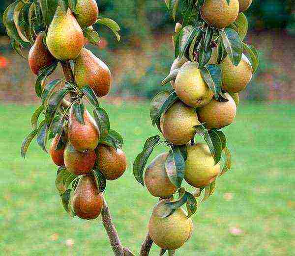 the best varieties of columnar pears