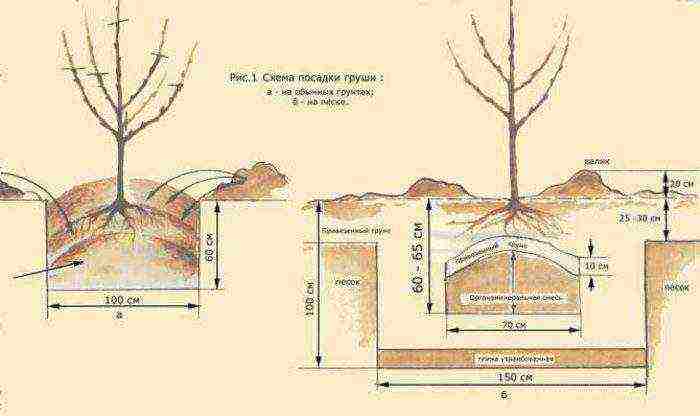 the best varieties of columnar pears