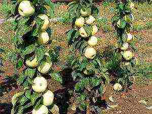 the best varieties of columnar apple