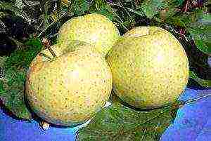 the best varieties of columnar apple