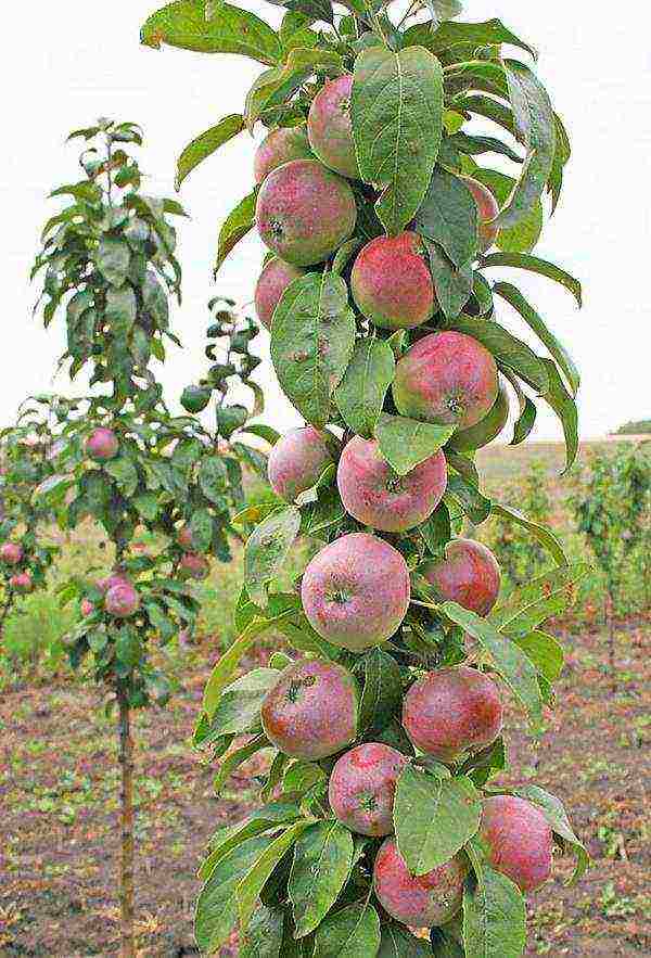 the best varieties of columnar apple