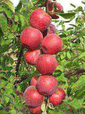 the best varieties of columnar apple