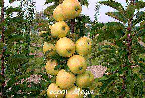 the best varieties of columnar apple