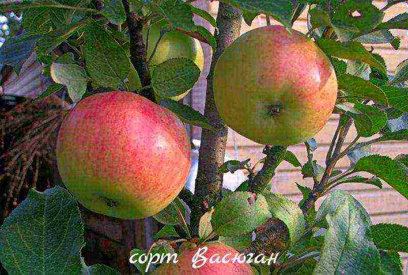 the best varieties of columnar apple