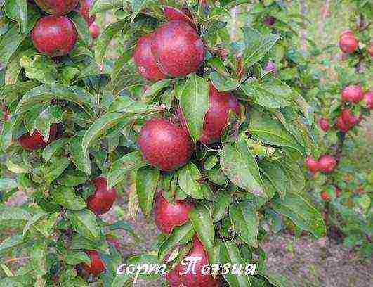 the best varieties of columnar apple