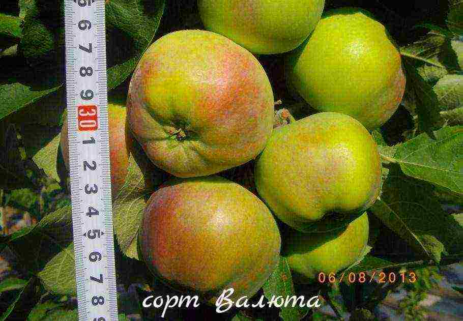 the best varieties of columnar apple