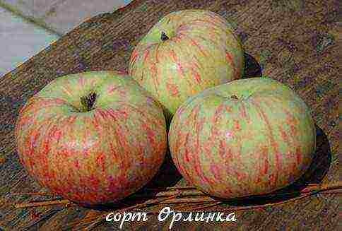 the best varieties of columnar apple