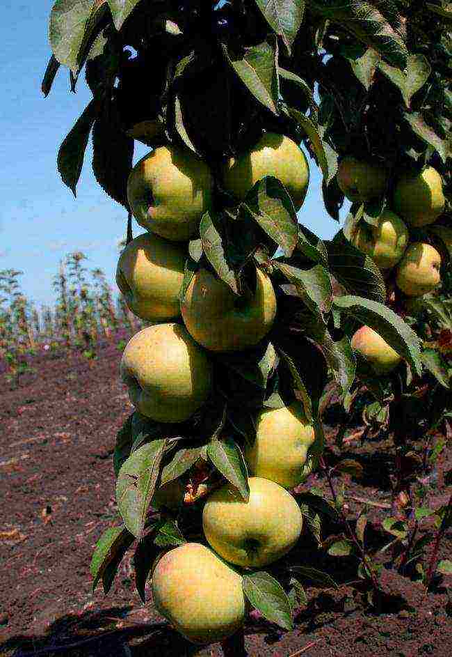 the best varieties of columnar apple