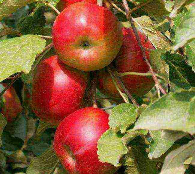 the best varieties of columnar apple