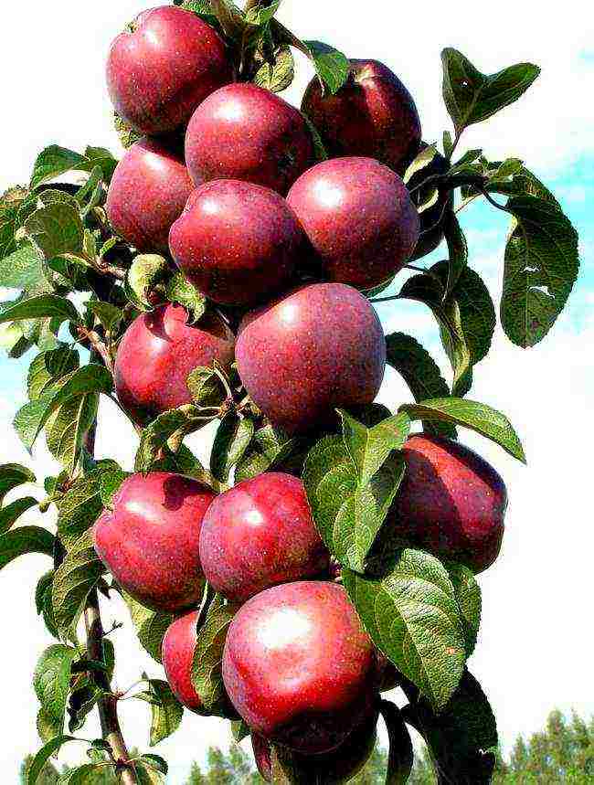 the best varieties of columnar apple