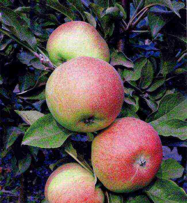 the best varieties of columnar apple