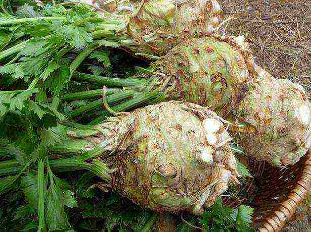 ang pinakamahusay na pagkakaiba-iba ng root celery