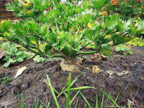 the best varieties of root celery