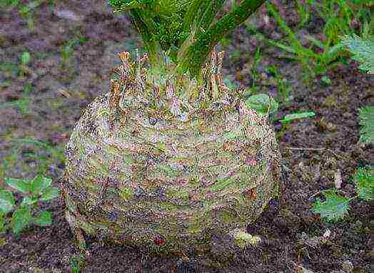 ang pinakamahusay na pagkakaiba-iba ng root celery