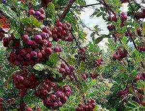 the best varieties of red rowan