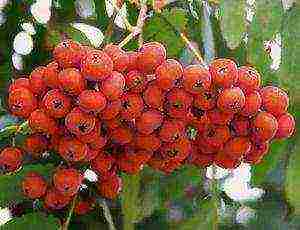 the best varieties of red rowan