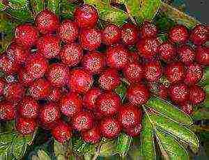 the best varieties of red rowan