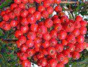 the best varieties of red rowan