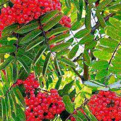 the best varieties of red rowan