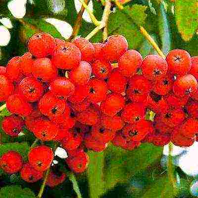 the best varieties of red rowan