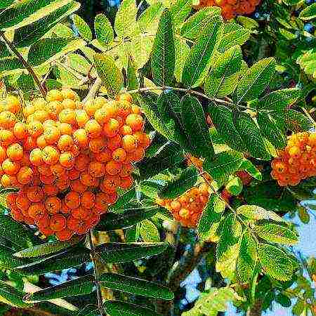 the best varieties of red rowan