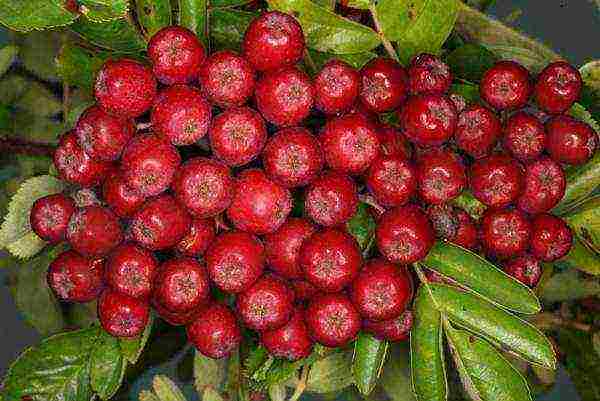 the best varieties of red rowan